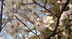 Read more about the article 自転車、桜、そして