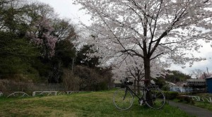 Read more about the article 東京の桜が見頃だというので