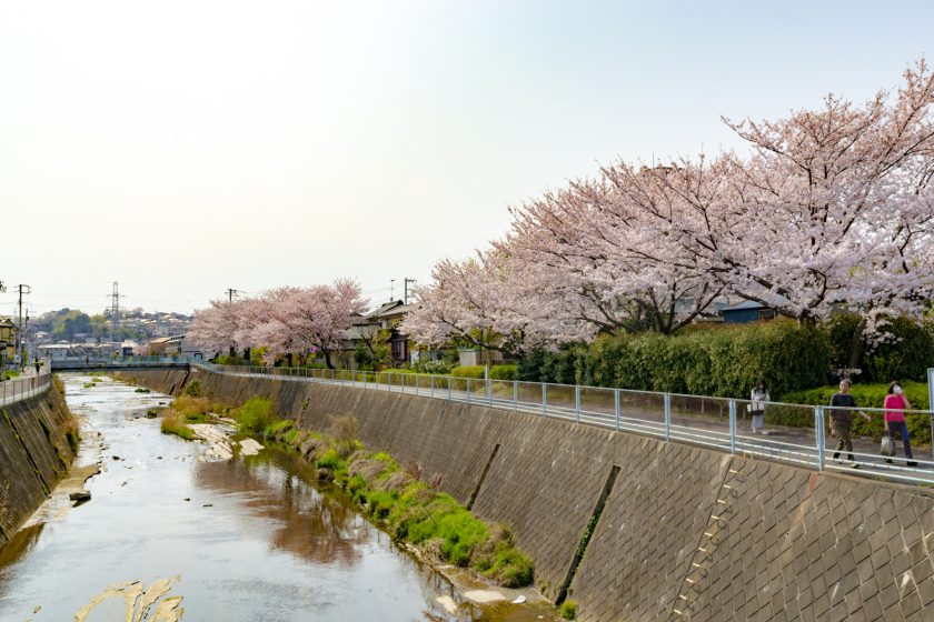 鶴見川沿いの桜を愛でるポタリング Cyclingex Classic