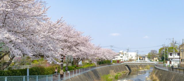 Read more about the article 鶴見川沿いの桜を愛でるポタリング